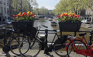 Amsterdam - cyklar med tulpaner