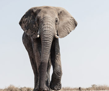 Elefant som går