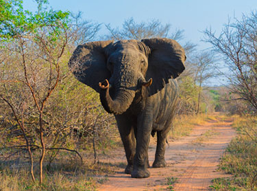 Elefant i Sydafrika