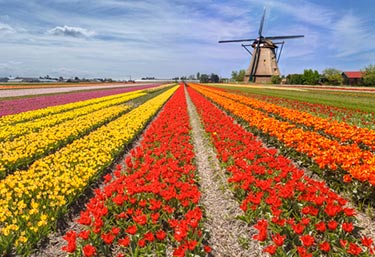 Tulpaner i Holland - Fält med en väderkvarn