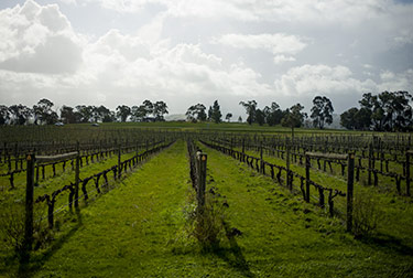 Melbourne vinodling