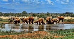 Safari i Sydafrika