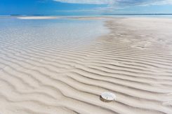 Sand dollar i Bahamas vatten