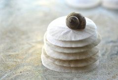 Sand dollar i sanden på Bahamas